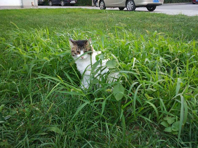 your furry friend-cat